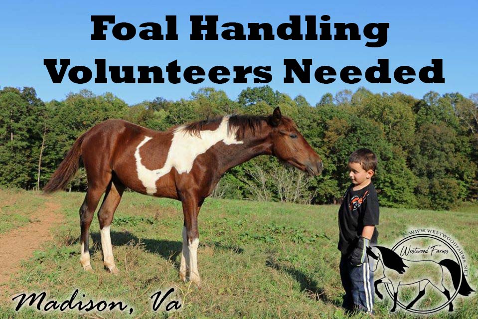 Volunteers Needed