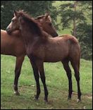 2012 Buckskin Filly