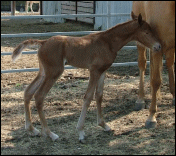 Gambler's Amazing Grace at 3 weeks