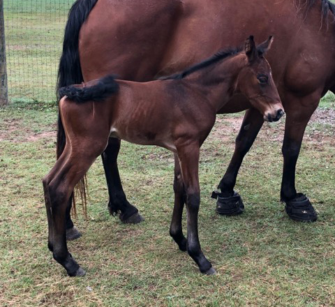 Snip's Bay Colt